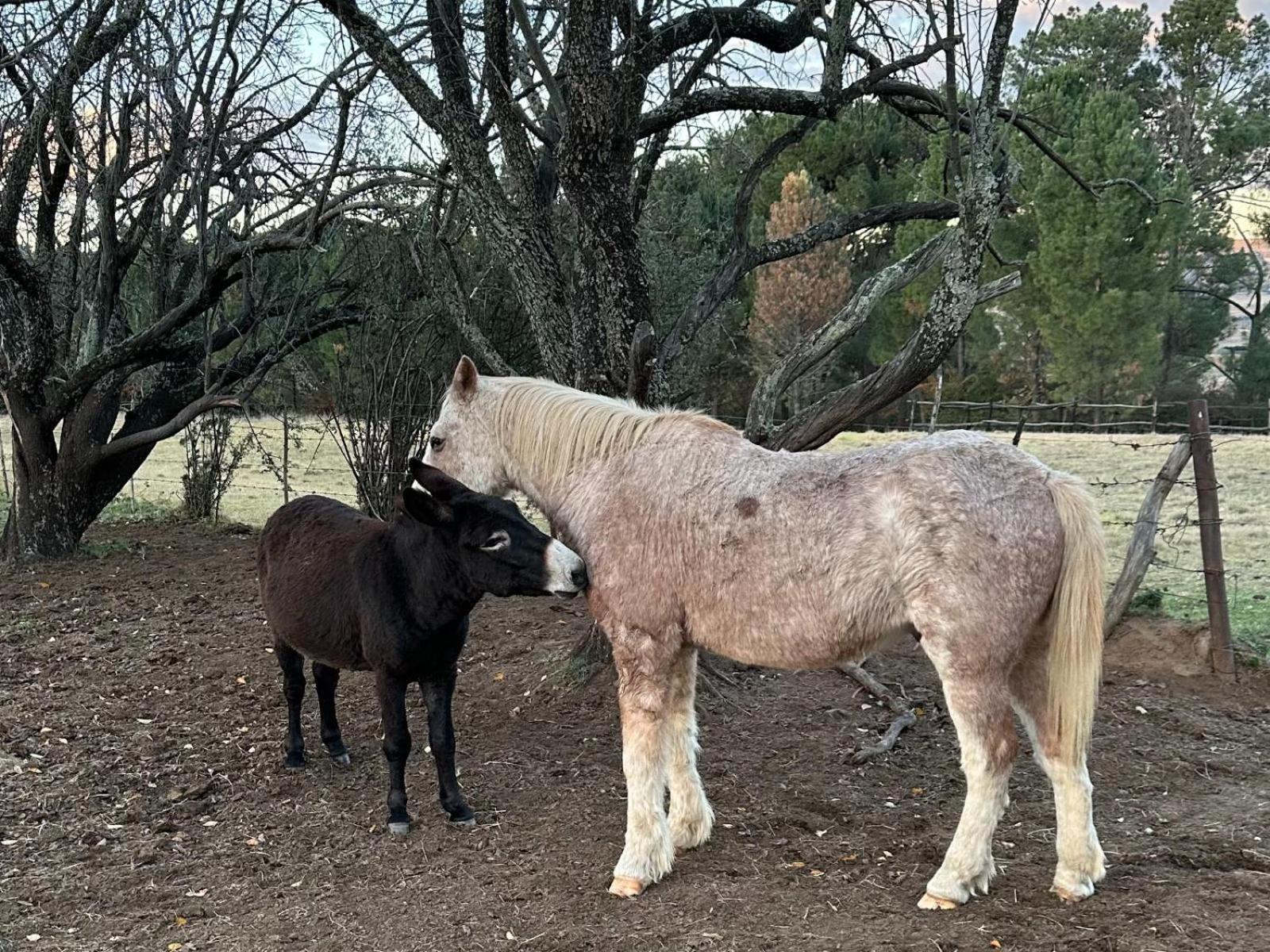 מלון פורייסבורג Rusplaas Guest Farm מראה חיצוני תמונה